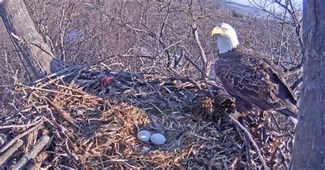 hanover eagle cam chat|hanover bald eagle chat.